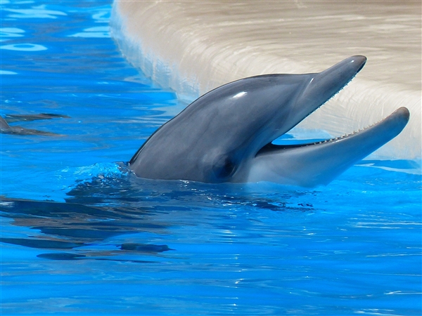 加拿大禁止圈养所有鲸鱼和海豚