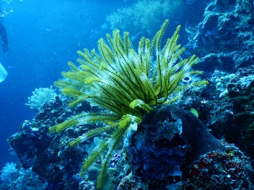 研究表明：生态系统中的氮负荷造成了珊瑚的退化