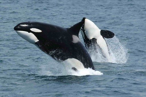 据外媒报道：虎鲸在太平洋沿岸可能会得到更好的保护