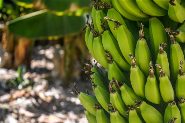 香蕉致命病菌扩散全球：还能再吃到香蕉吗？