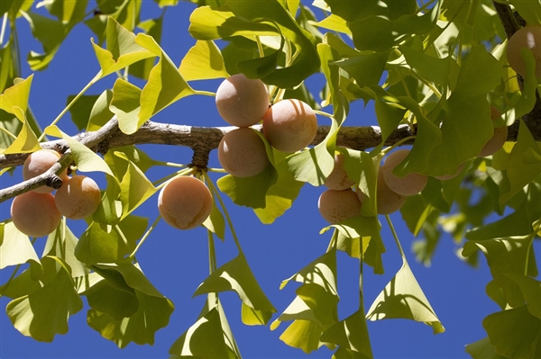 研究发现：银杏叶可能有助于治疗2型糖尿病