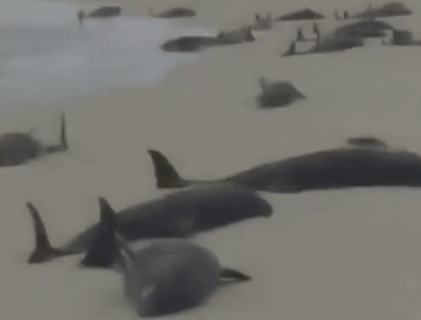 西非海滩136只海豚死亡：近200只因不明原因搁浅