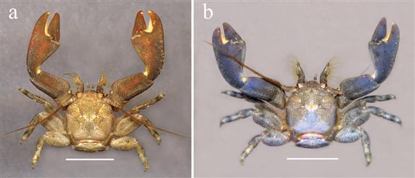 科学家又发现2种新的瓷蟹 形似螃蟹与龙虾