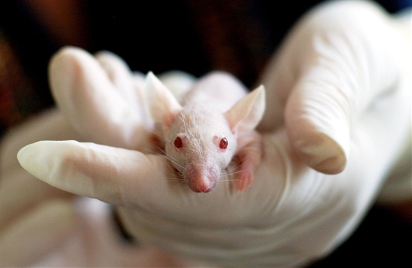 科学家培育出更长寿老鼠：更瘦 患癌率更低！