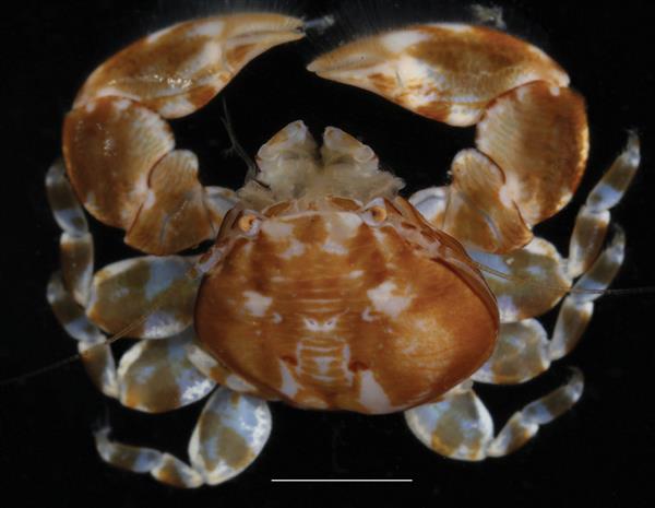科学家又发现2种新的瓷蟹 形似螃蟹与龙虾
