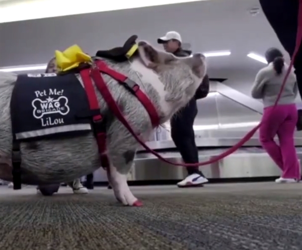 世界首只机场治疗猪：受过专业训练 可缓解旅行焦虑
