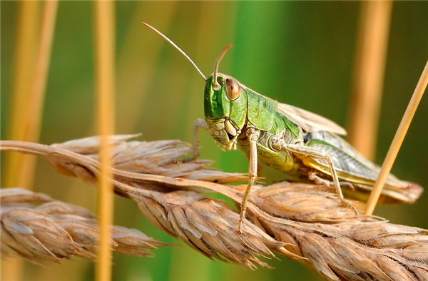 肯尼亚发现蝗灾天然杀虫剂：可对350种害虫 对人类无害