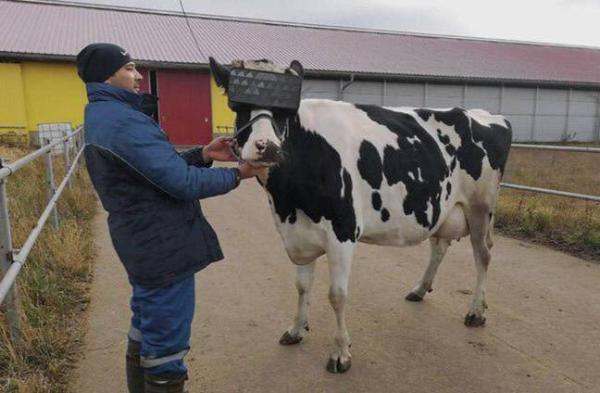 应对乳制品产量下降：给奶牛佩戴VR头显以提高产量再度热议