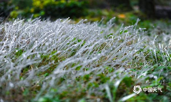 贵阳出现冻雨天气 草木被冰封晶莹剔透