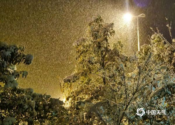 贵州六盘水飘起鹅毛大雪 树上积雪好似“棉花糖”