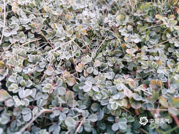 受寒潮影响 广东北部出现霜冻天气