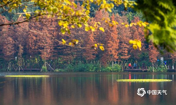 重庆彩云湖湿地公园秋景犹存 色彩斑斓