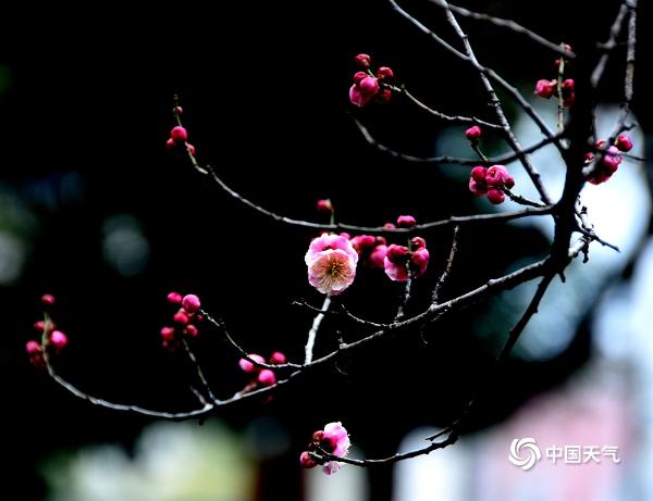 重庆近日天气渐暖 红梅绽放报“春”来