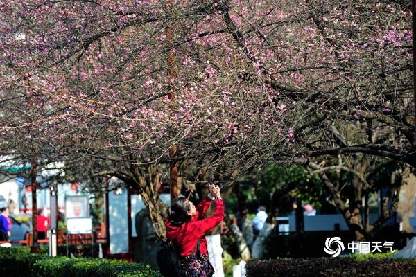 冬日暖阳下贵阳梅花灿烂引游人