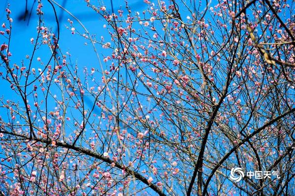 冬日暖阳下贵阳梅花灿烂引游人