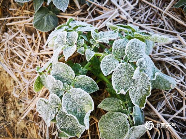 蔬果结霜 广东遭遇大范围霜冻结冰天气