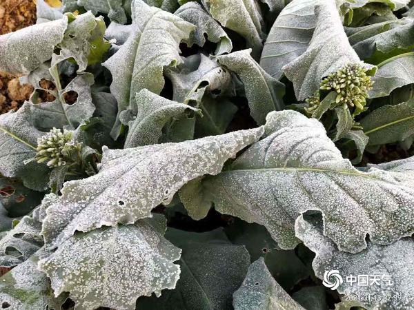 蔬果结霜 广东遭遇大范围霜冻结冰天气