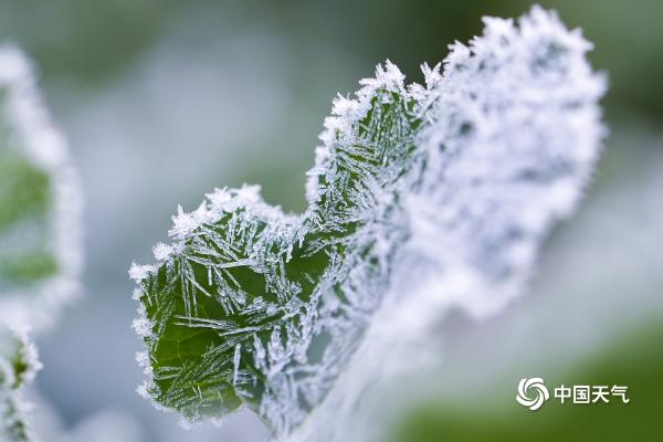 贵州玉屏：绿植穿戴霜花 若隐若现呈现朦胧美