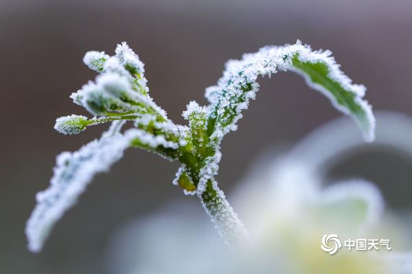 贵州玉屏：绿植穿戴霜花 若隐若现呈现朦胧美