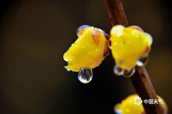 河南汝州梅花雨中绽放 馨香扑鼻惹人醉