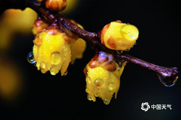 河南汝州梅花雨中绽放 馨香扑鼻惹人醉