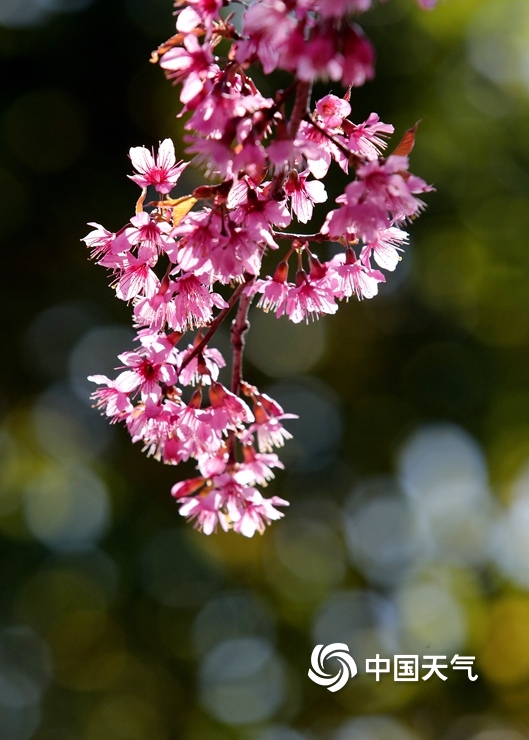 缤纷冬日 探寻身边的“花花世界”