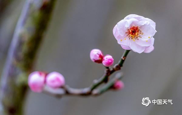 重庆朵朵红梅严寒中绽放 俏皮又可爱