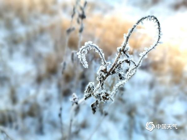 辽宁铁岭雾凇美景“到货” 洁白霜花缀满枝头