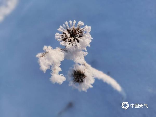 辽宁铁岭雾凇美景“到货” 洁白霜花缀满枝头