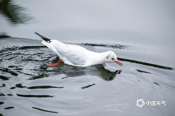 ​红嘴鸥“光临”贵州毕节 为冬日增添盎然生机