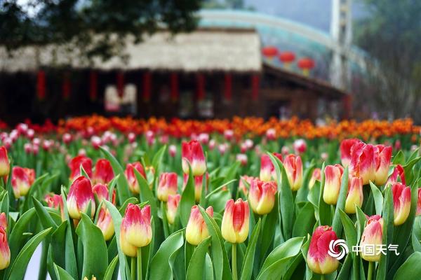 重庆南山植物园郁金香迎春绽放 美不胜收