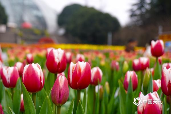 重庆南山植物园郁金香迎春绽放 美不胜收