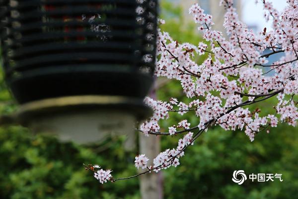 春暖花开！湖南武冈紫叶李如云似霞