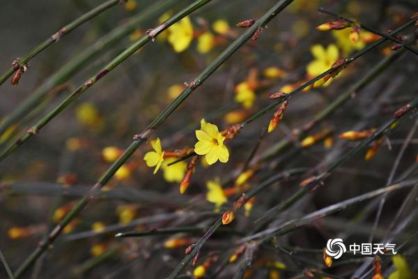 感受“初春” 京城玉兰花迎春花悄然绽放