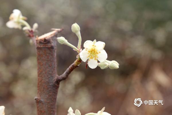 广西象州冬日里的山楂花雪白芬芳 