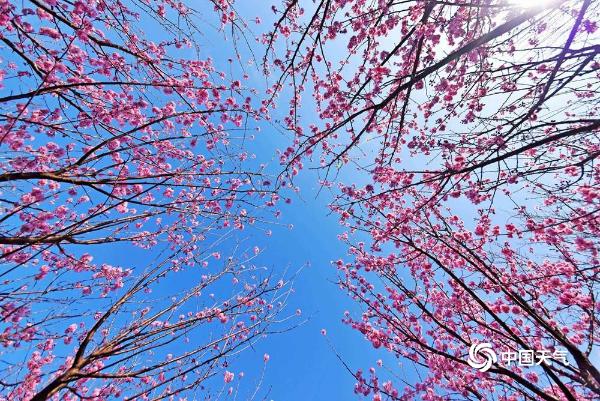 江苏无锡春花提前绽放 上演粉色浪漫