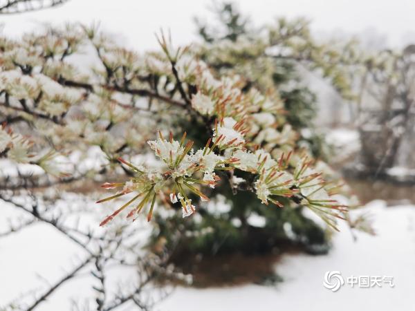 陕西蒲城迎牛年首场降雪 雪映春花分外美