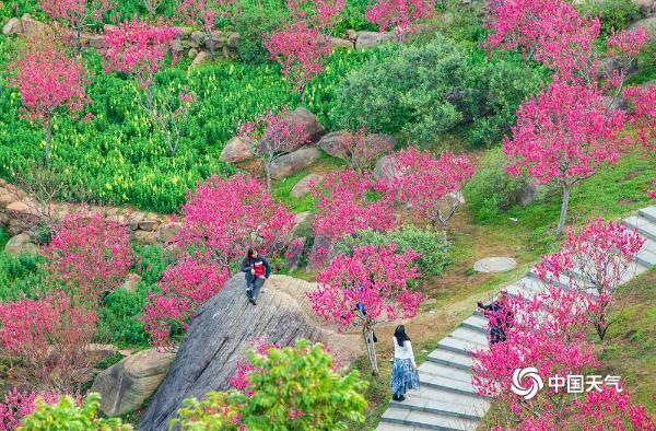生机勃勃！广西南宁桃花岛鲜花俏丽吸引游人