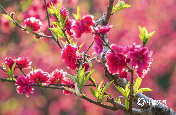 生机勃勃！广西南宁桃花岛鲜花俏丽吸引游人