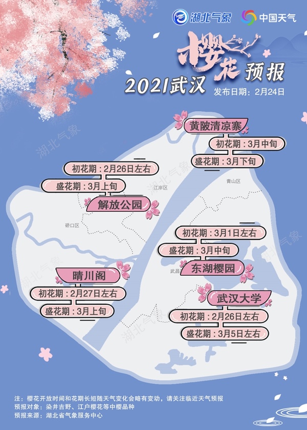 2021年武汉樱花预报出炉 今年提前绽放花期偏长