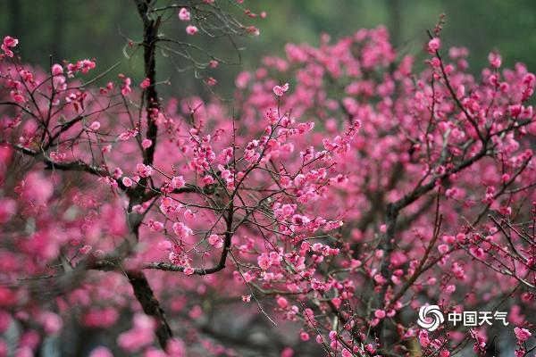 立春时节 浙江金华梅花报春醉游人