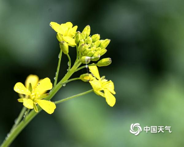 又是一年春风起 湖南安乡油菜花开蜜蜂忙