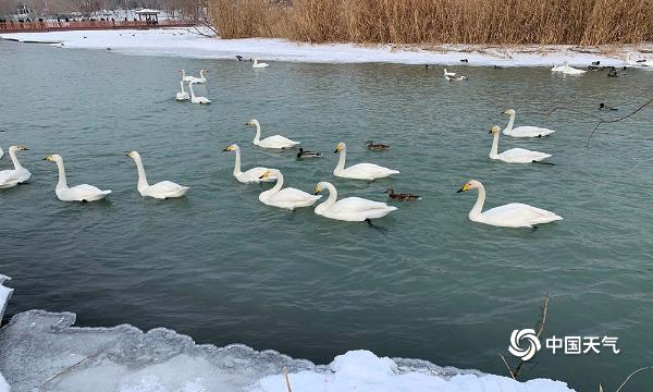 暖意回归！新疆博乐滨河公园迎来大批天鹅觅食 身姿曼妙