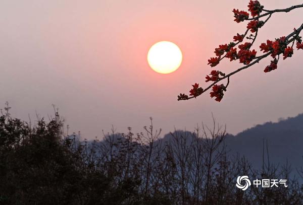 海南昌江：木棉花进入盛开期 花朵绽放红似火