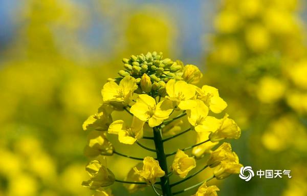 春雨过后天空清澈  四川乐山油菜花开扮靓新春