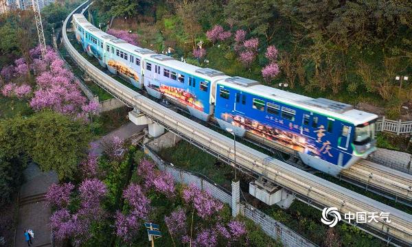 重庆开往春天的列车来了！穿越花海形成靓丽风景线