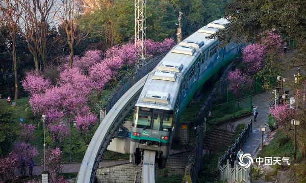 重庆开往春天的列车来了！穿越花海形成靓丽风景线