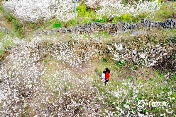 贵州福泉气温逐步回升 樱花枝头俏立争春色