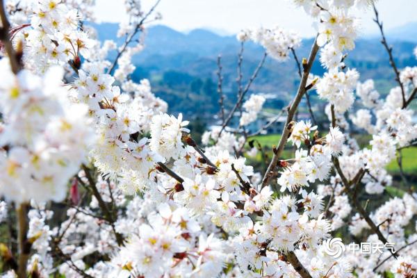 贵州福泉气温逐步回升 樱花枝头俏立争春色