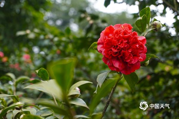 重庆山茶花娇艳绽放春满园